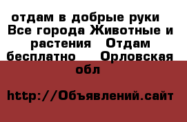 отдам в добрые руки - Все города Животные и растения » Отдам бесплатно   . Орловская обл.